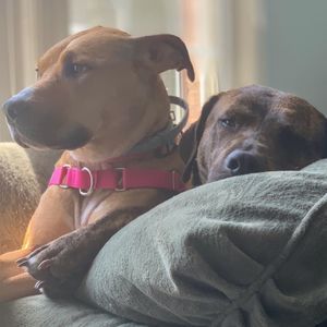 Meet your Posher, Abbie